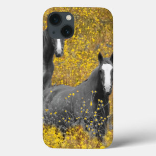 Mostarda e cavalos