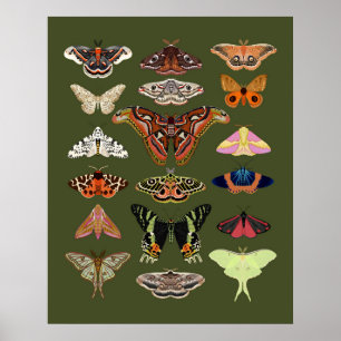 Moth ilustrou insetos poster art