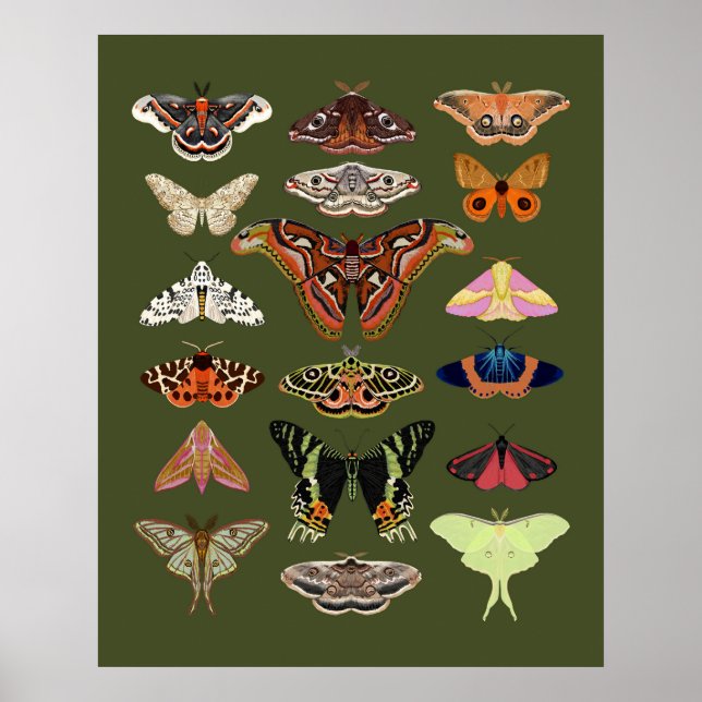 Moth ilustrou insetos poster art (Frente)
