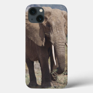 Mother elephant walking with elephant calf