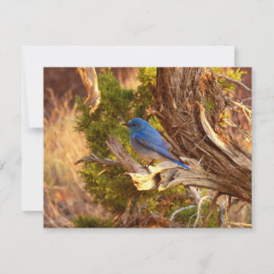 Mountain Bluebird no Parque Nacional de Arches