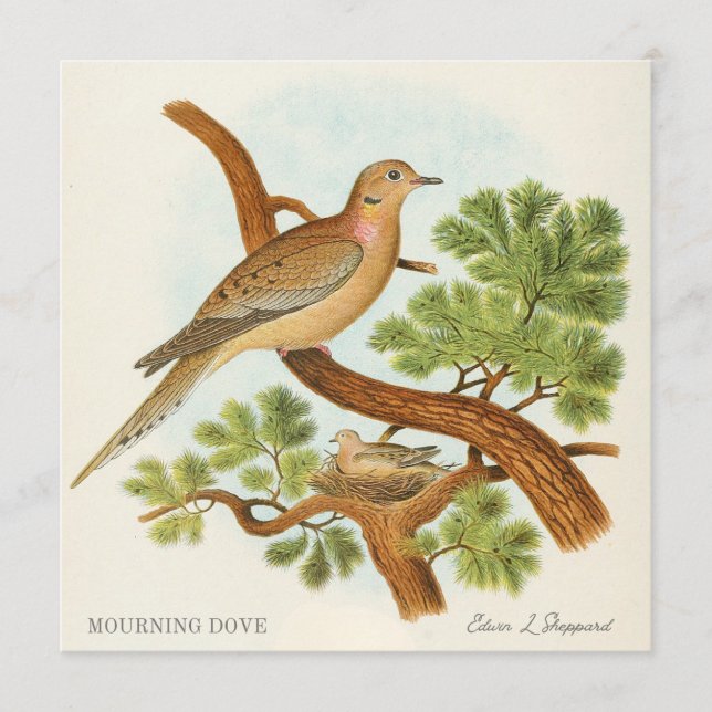 Mourning Dove by Edwin L. Sheppard (Frente)