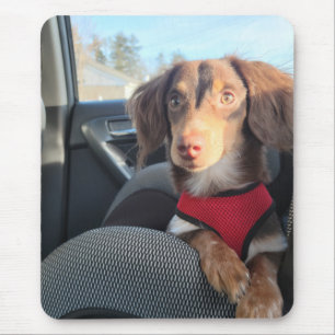 mouse pad com o Kio no cachorrinho