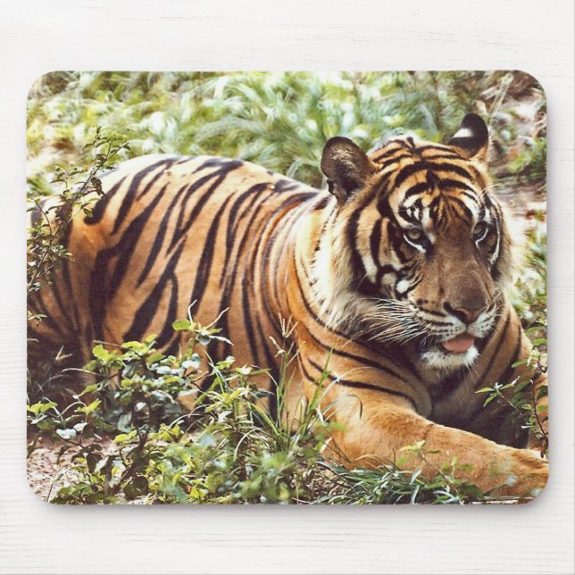 mouse pad do tigre sumatrano (Frente)