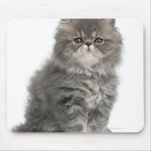 Mousepad 2 meses velho) assento persa do gatinho (
