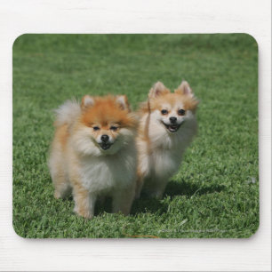 Mousepad 2 Pomeranians que olha a câmera