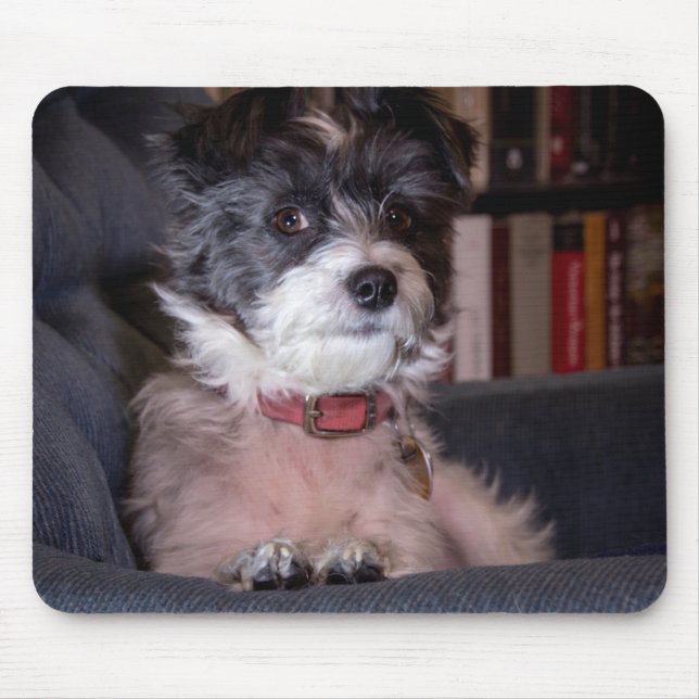 Mousepad 5328-Feliz Anna, o cão Papijack (Frente)