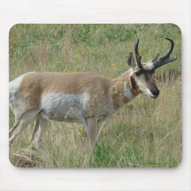 Mousepad A12 Antílope Vilão Macho (Frente)