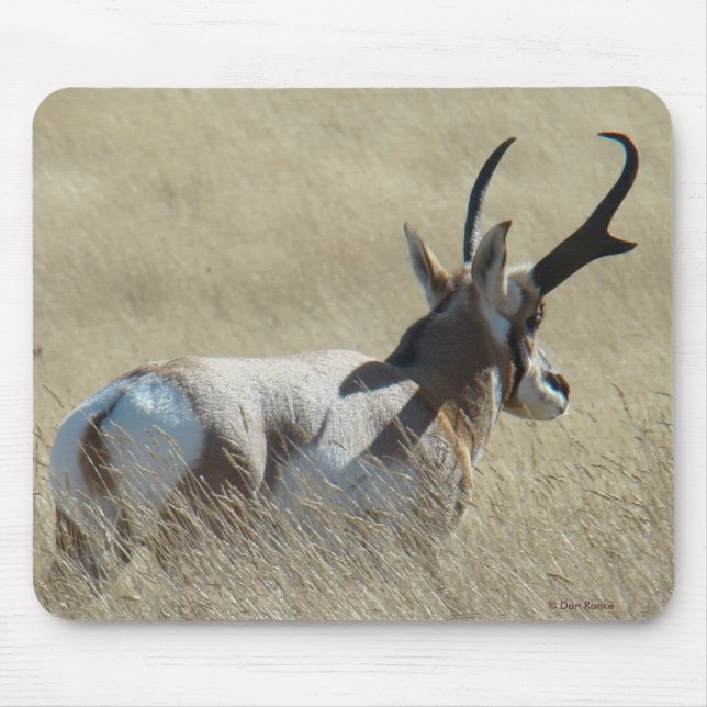 Mousepad A14 Antílope Americano Bicho do Sol (Frente)