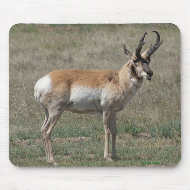Mousepad A15 Antilocapra Rude Buck (Frente)