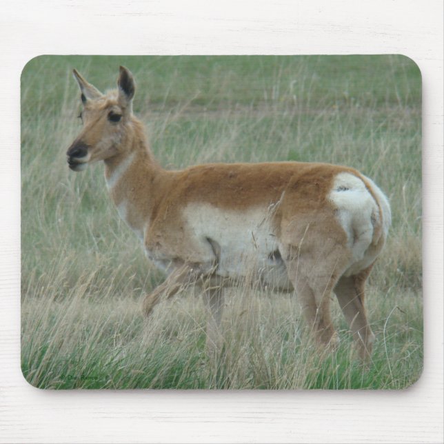 Mousepad A31 Antilope Pronghorn Fêmea (Frente)