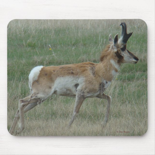 Mousepad A32 antílope americano macho (Frente)