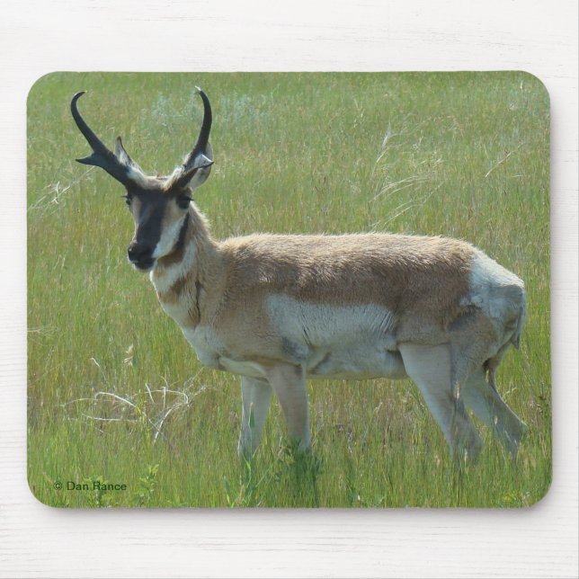 Mousepad A36 Antílope Bidente Macho (Frente)