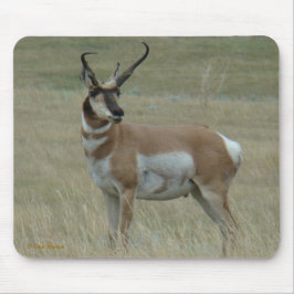 Mousepad A37 Cornos tortos do Antílope de Pronghorn