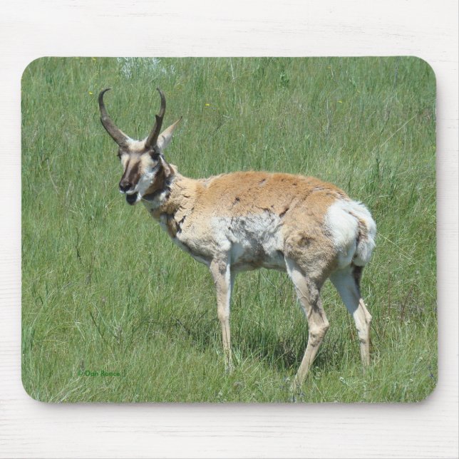 Mousepad A3 antílope americano macho (Frente)