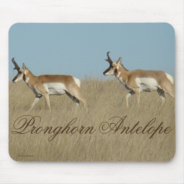 Mousepad A45 Pronghorn Antelope Young Bucks (Frente)