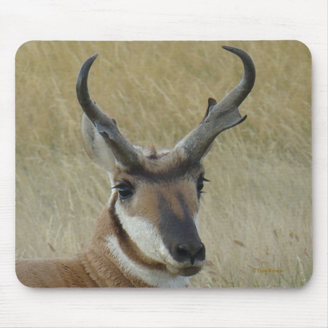 Mousepad A5 Pronghorn Antelope (Frente)