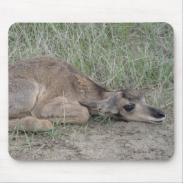 Mousepad A6 Bebe Antilope Pronghorn