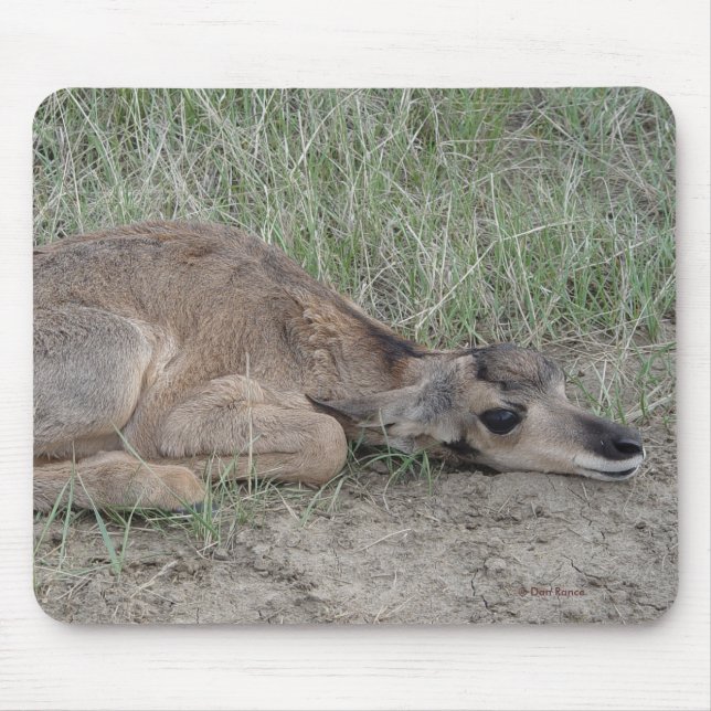 Mousepad A6 Bebe Antilope Pronghorn (Frente)