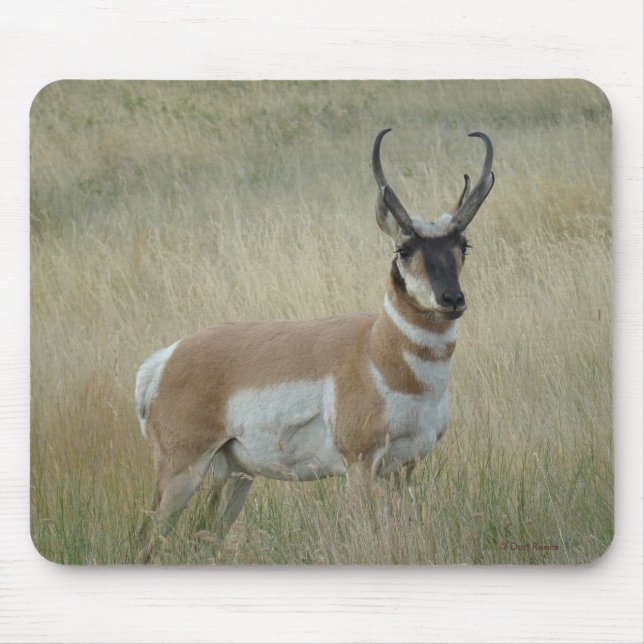 Mousepad A8 Pronghorn Antelope Big Buck (Frente)