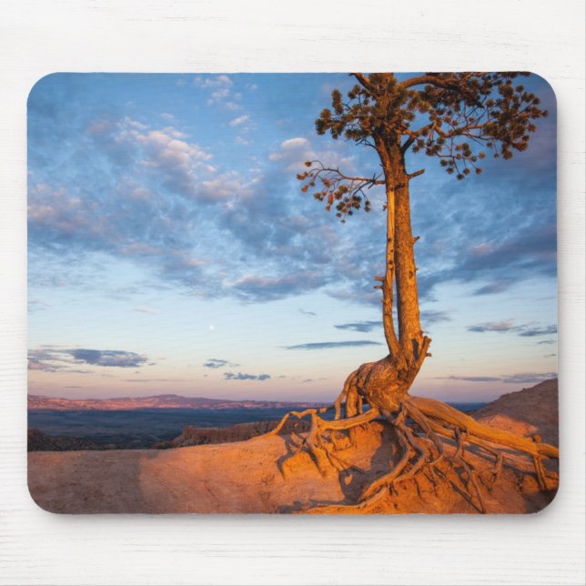 Mousepad A árvore adere-se à borda, parque nacional da (Frente)