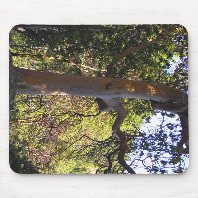 Mousepad A árvore assombrada... (Frente)