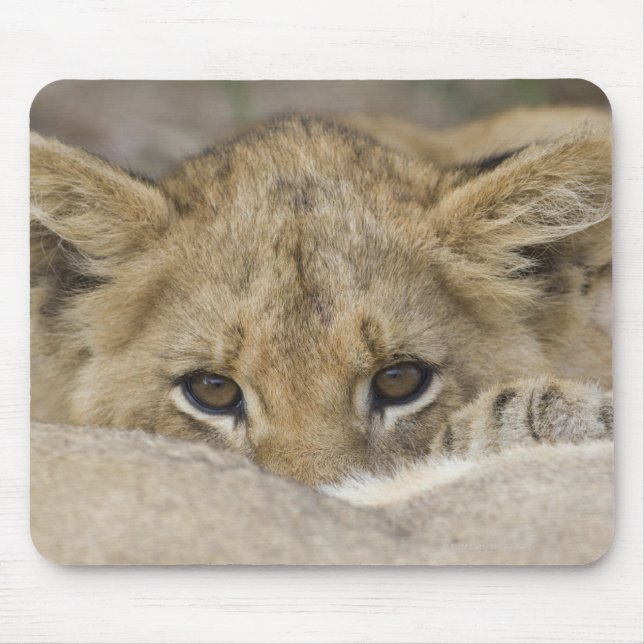 Mousepad A cara de Cub de leão (Frente)