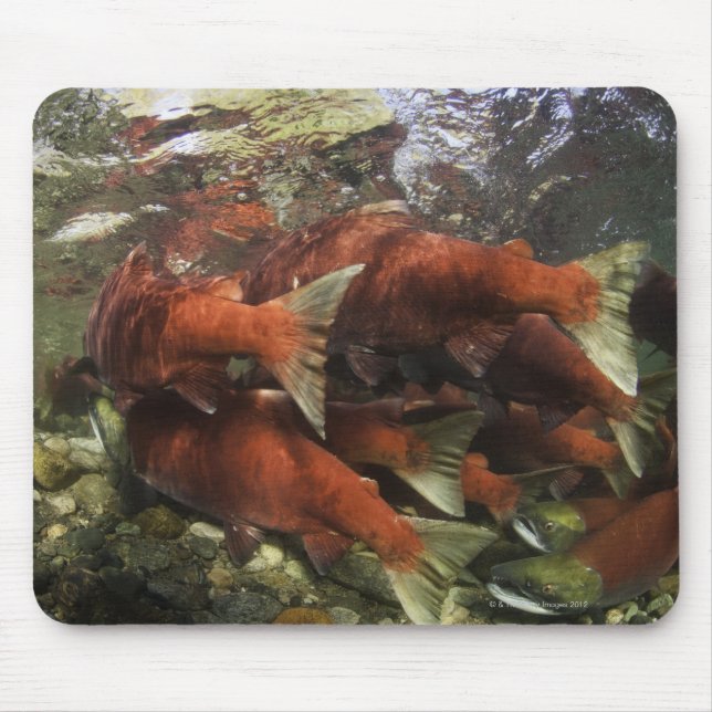 Mousepad A corrida de sockeye do rio Adams é uma das (Frente)