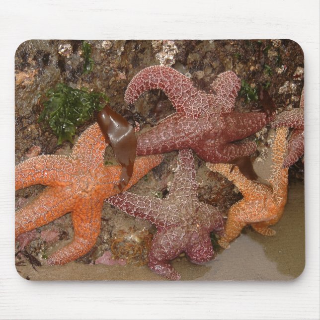 Mousepad A estrela do mar/estrelas de mar no canhão (Frente)