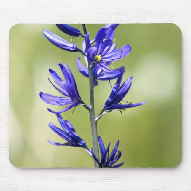 Mousepad A flor de um lírio camas no Condado de Valley, (Frente)