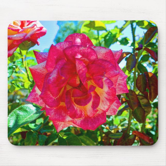 Mousepad a fusão 117HD cor-de-rosa aumentou (Frente)
