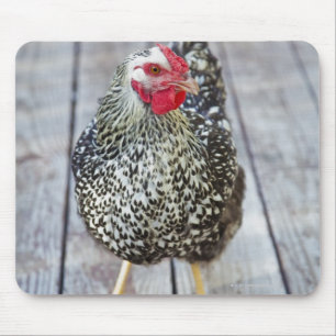 Mousepad A galinha na plataforma de madeira, prateia