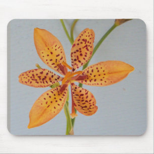 Mousepad A Iris, avistada por laranja, chamava-se Lily Blac