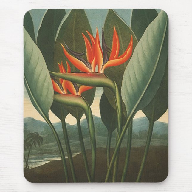 Mousepad "A Rainha (Pássaro do Paraíso)" - Templo da Flora (Frente)