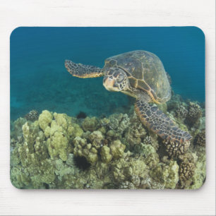 Mousepad A Tartaruga Marinha Verde, (Chelonia mydas), é a 2