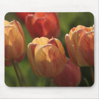 Mousepad A tulipa floresce tapete do rato