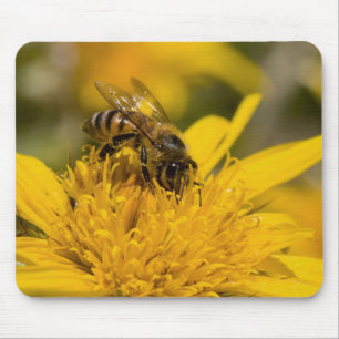 Mousepad Abelha Africana Com Sacos De Pólen Se Alimentando
