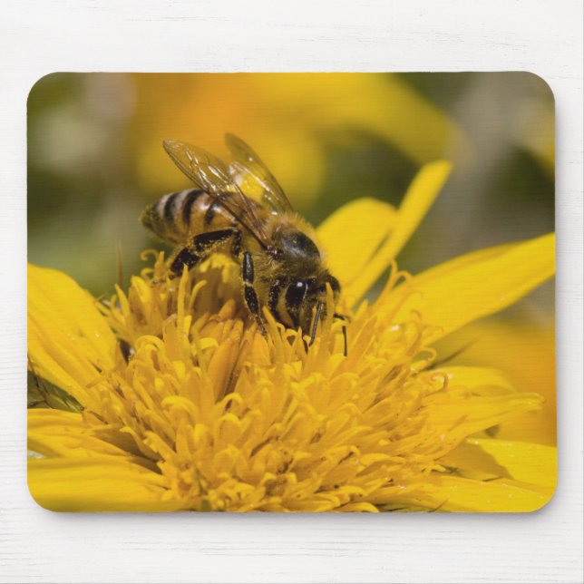 Mousepad Abelha Africana Com Sacos De Pólen Se Alimentando (Frente)