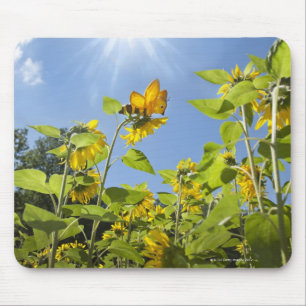 Mousepad abelha da extra grande no girassol