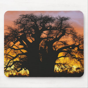 Mousepad Abóbora africana, Adansonia digitata,