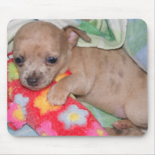 Mousepad Abraços da chihuahua