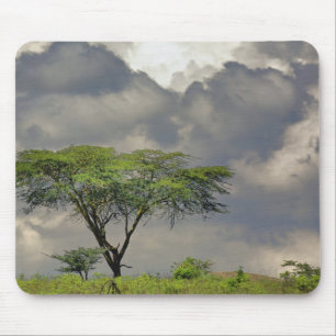 Mousepad Acácia-tortilis, Acacia tortilis, e 2