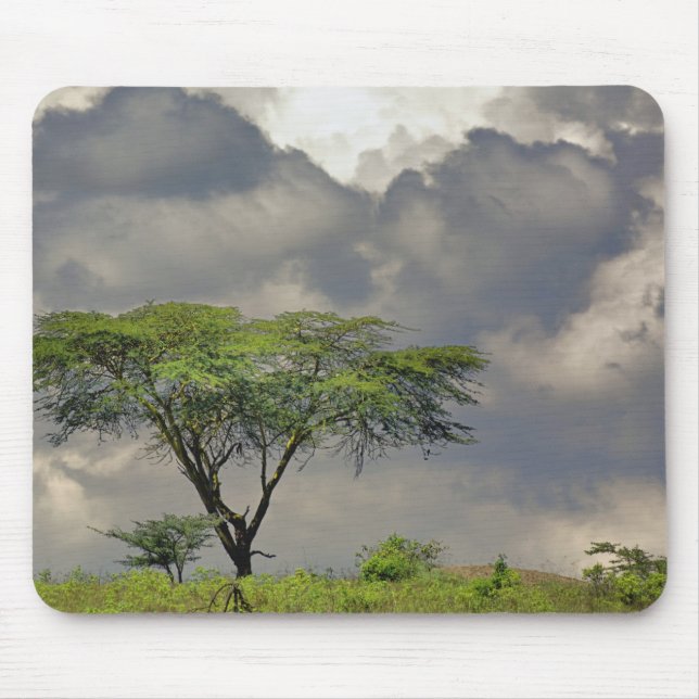 Mousepad Acácia-tortilis, Acacia tortilis, e 2 (Frente)