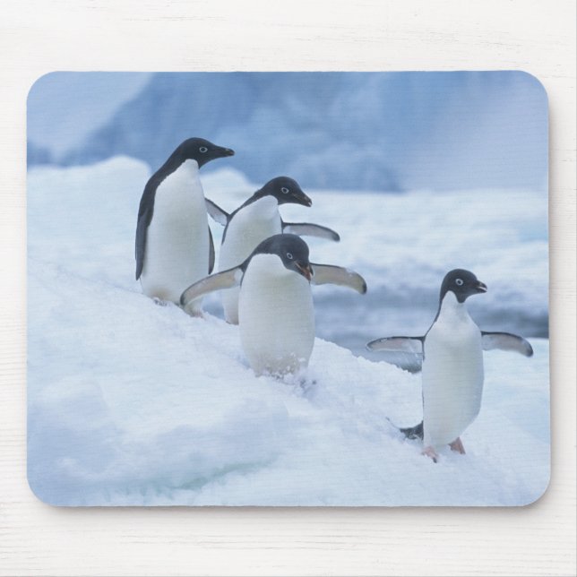 Mousepad Adelie Penguins (Pygoscelis adeliae) no gelo, (Frente)