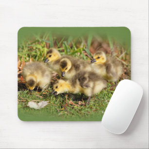 Mousepad Adorável Bebê Canadá Geese na grama