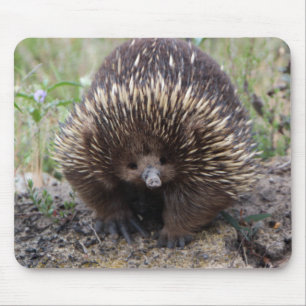 Mousepad Adorável Echidna Australiana