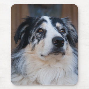 Mousepad Adorável Foto de Fechamento do Shepherd Mix Austr