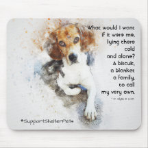 Adotar Um Prateleira - Beagle