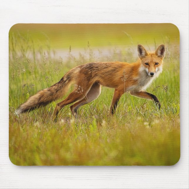 Mousepad Adulto de Raposa Vermelha (Frente)