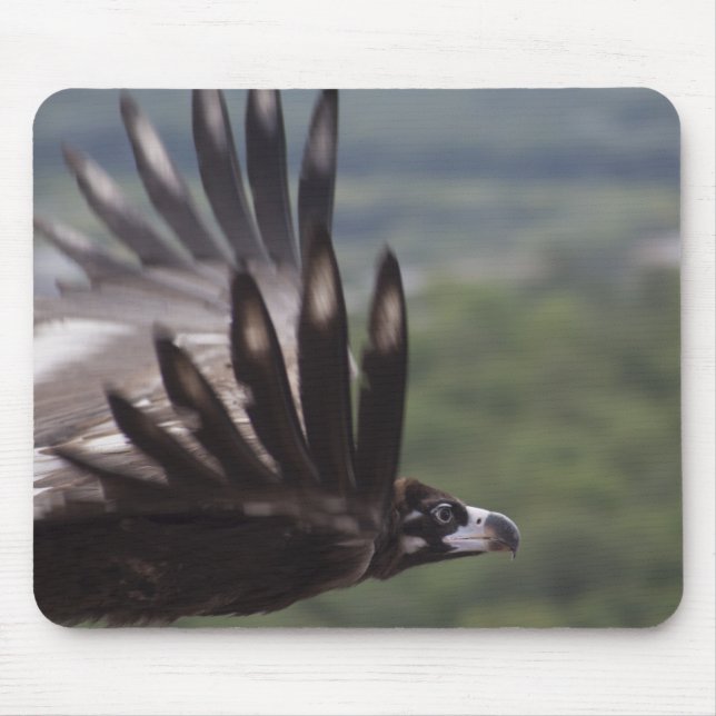 Mousepad Aegypius monachus (Frente)